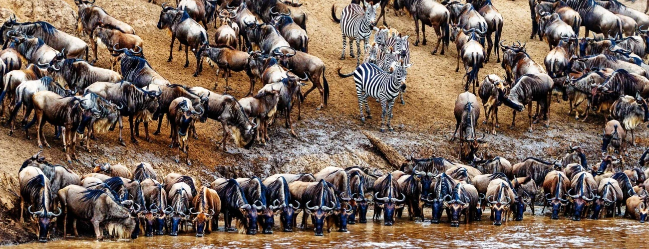 非洲野生动物 safari：踏上终极野生冒险之旅